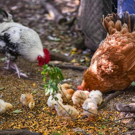 Minimbah Farm Cottages-Family Farmstay- Choose From 2 & 3 Bedroom Cottages And 6 Bedroom House Kangaroo Valley Exterior photo