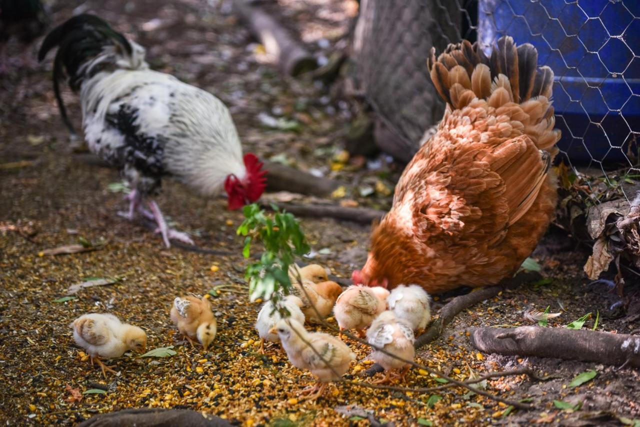 Minimbah Farm Cottages-Family Farmstay- Choose From 2 & 3 Bedroom Cottages And 6 Bedroom House Kangaroo Valley Exterior photo